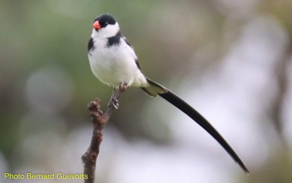 Pin-tailed Whydah - ML357224311