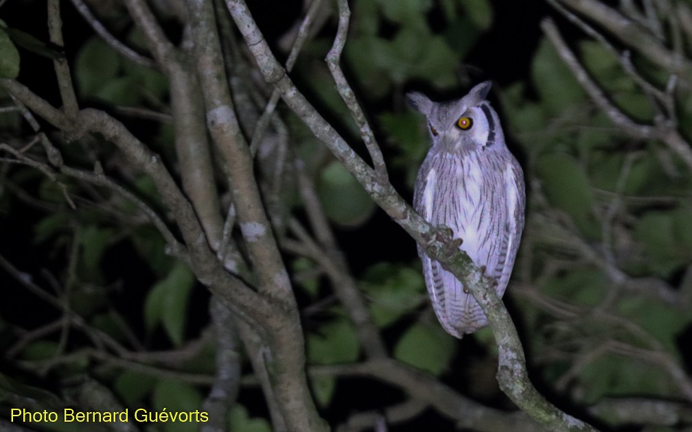 Northern White-faced Owl - Bernard Guevorts