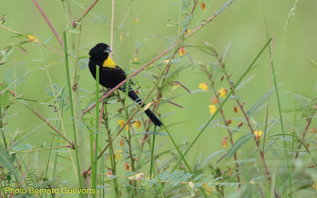 Yellow-mantled Widowbird - Bernard Guevorts