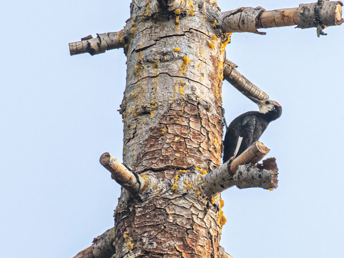 White-headed Woodpecker - Bruce Aird