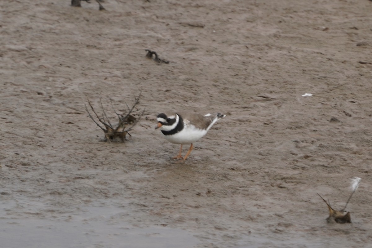 Common Ringed Plover - ML357236991