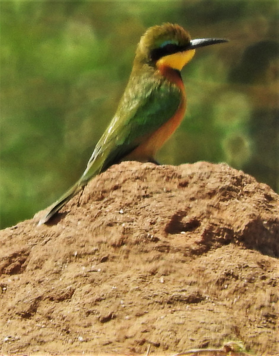 Little Bee-eater - Eric Haskell