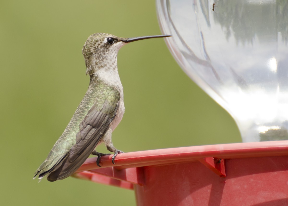 Black-chinned Hummingbird - Brian Davis