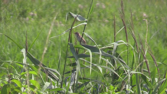 Common Reed Warbler - ML357241641