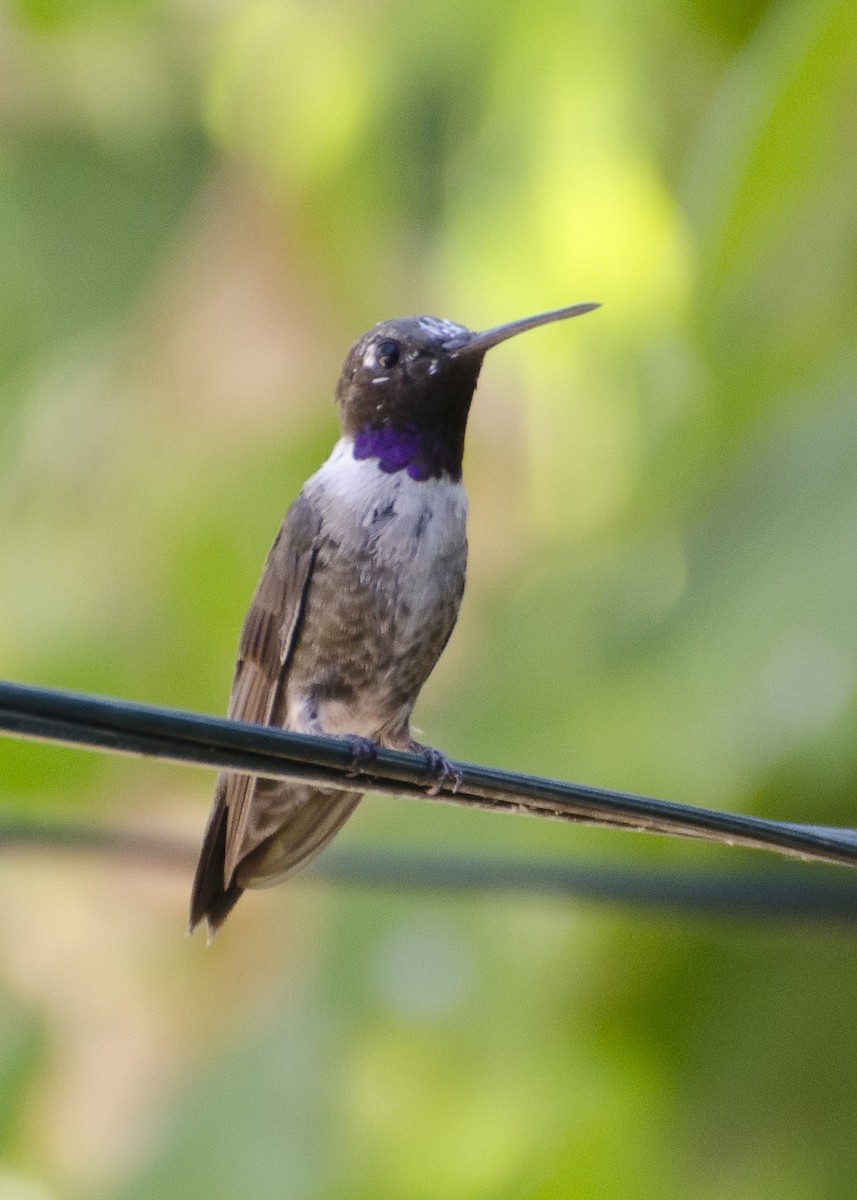 Black-chinned Hummingbird - ML35724211