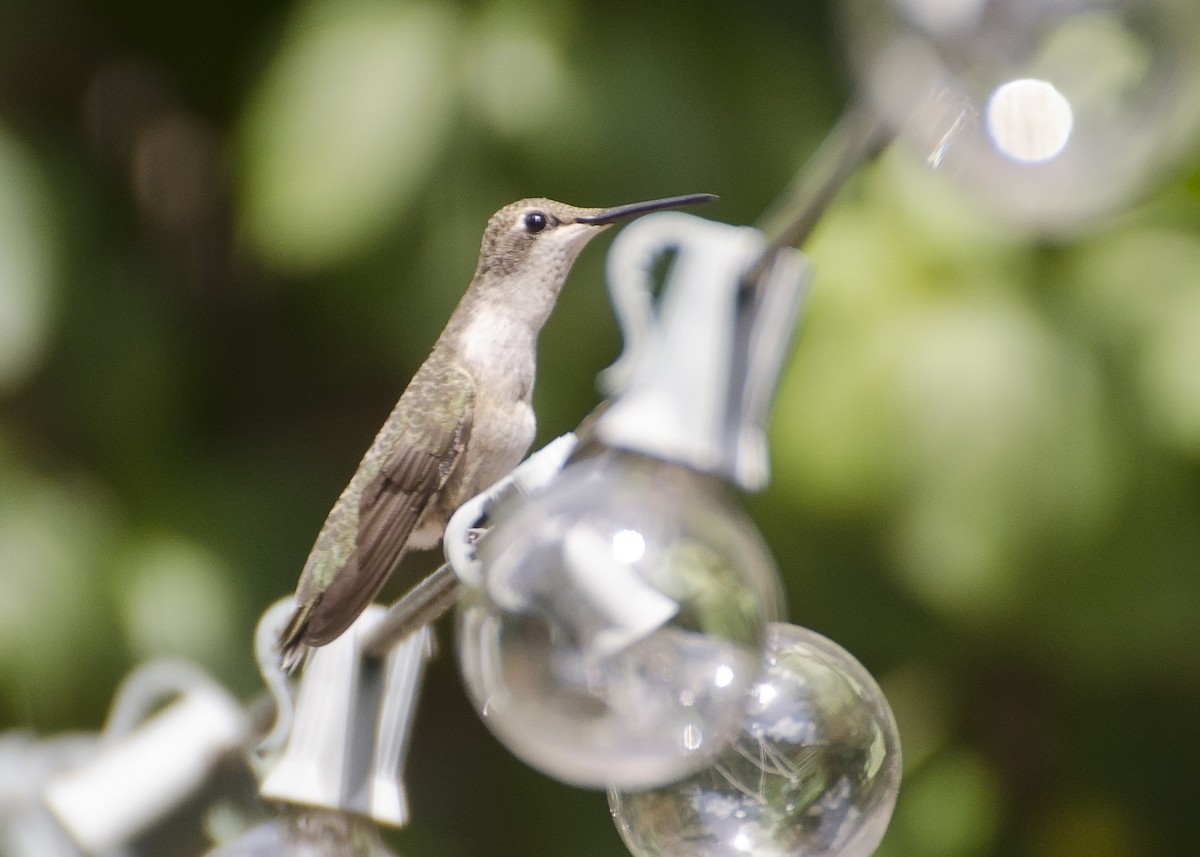 Black-chinned Hummingbird - ML35724221