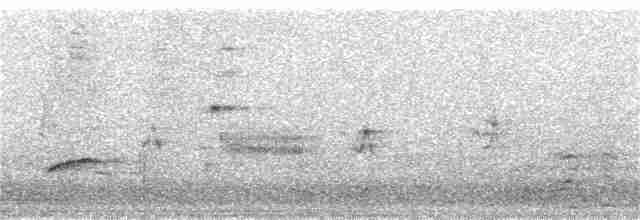 Дрізд-короткодзьоб Cвенсона - ML357244261