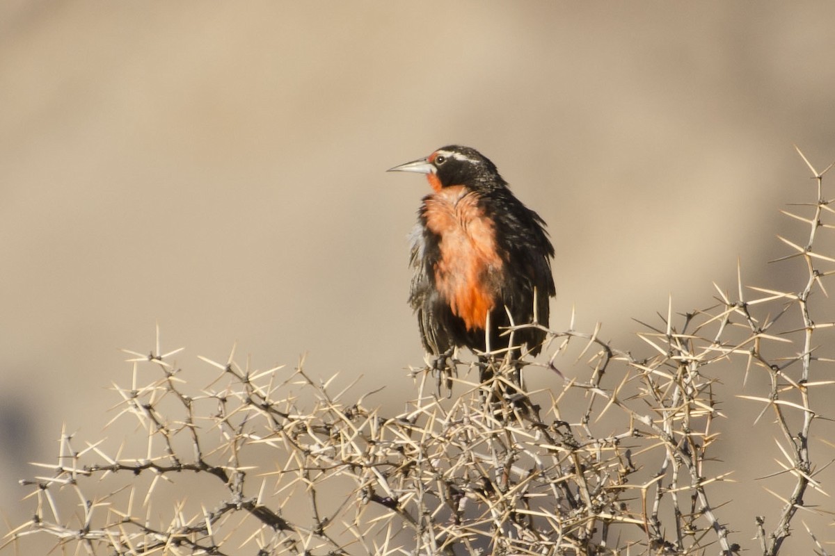 Long-tailed Meadowlark - Brian Davis