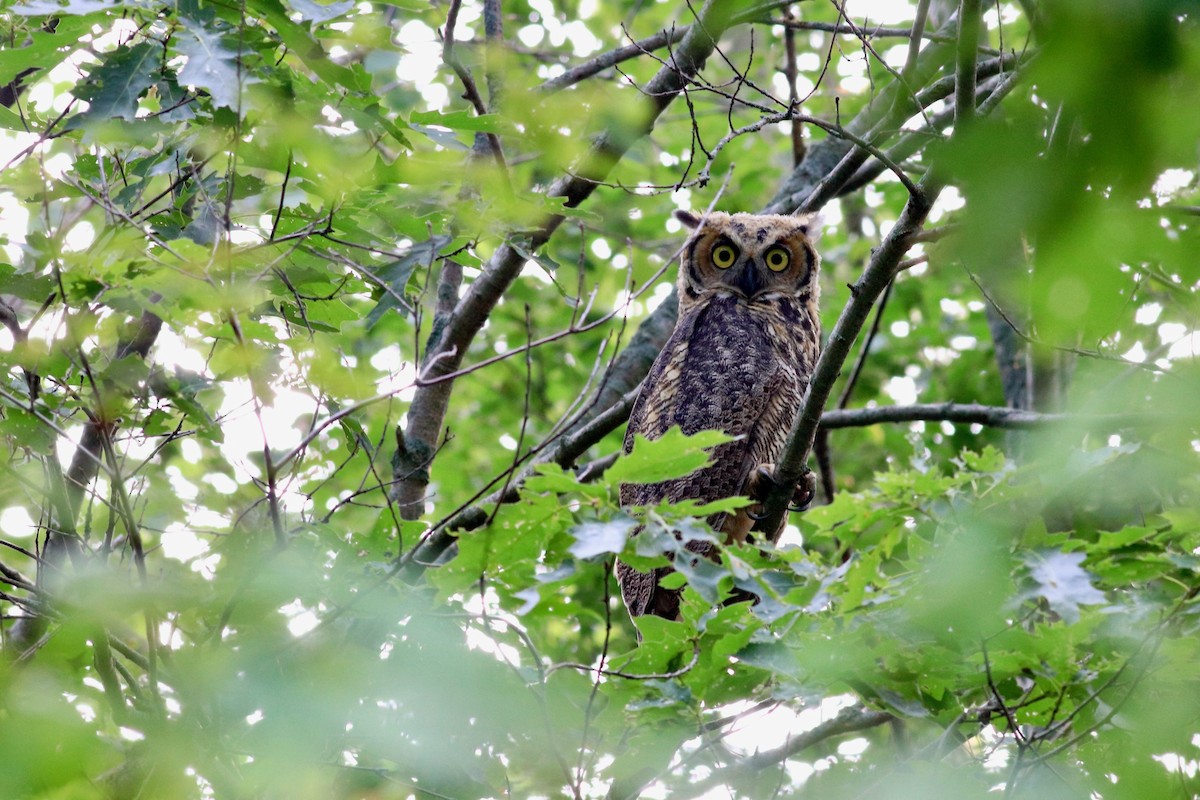 Great Horned Owl - ML357255861