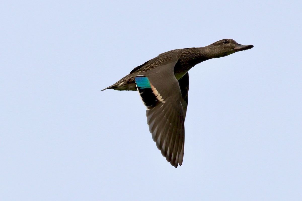 Green-winged Teal - ML357256081