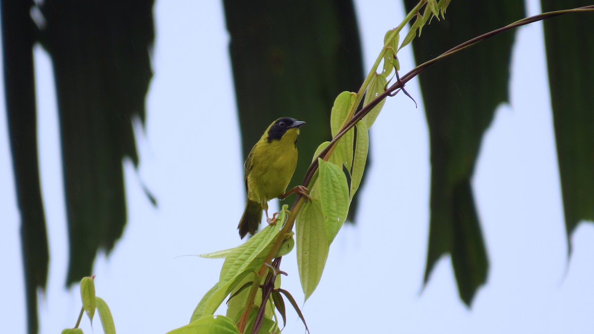 Olive-crowned Yellowthroat - ML35725741