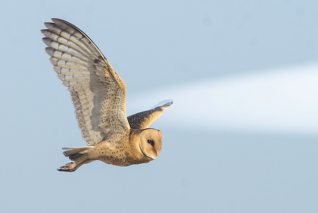 ミナミメンフクロウ Ebird