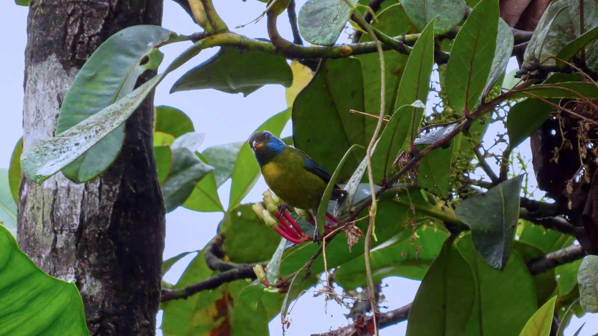 Moss-backed Tanager - ML35725811
