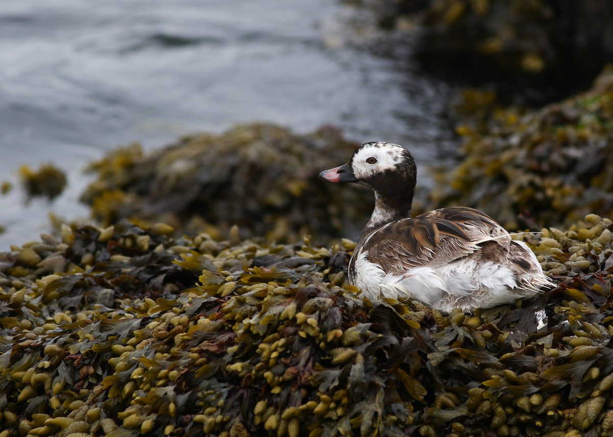 Long-tailed Duck - ML357260221