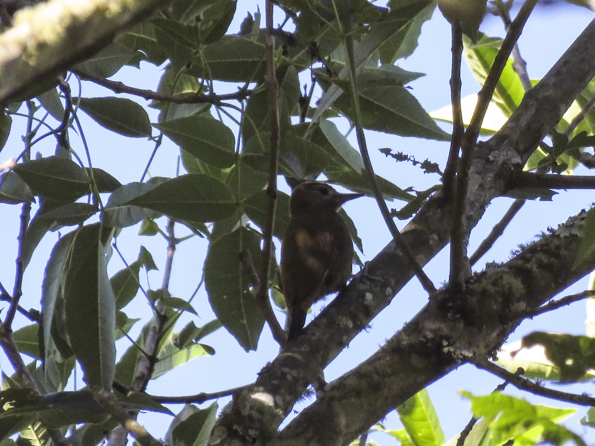 Smoky-brown Woodpecker - ML357261701