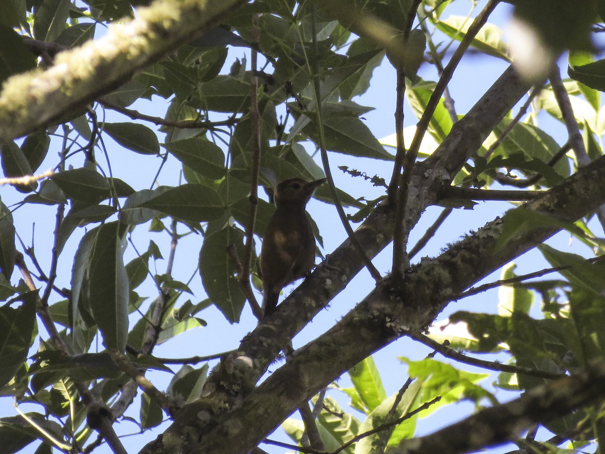 Smoky-brown Woodpecker - ML357261751
