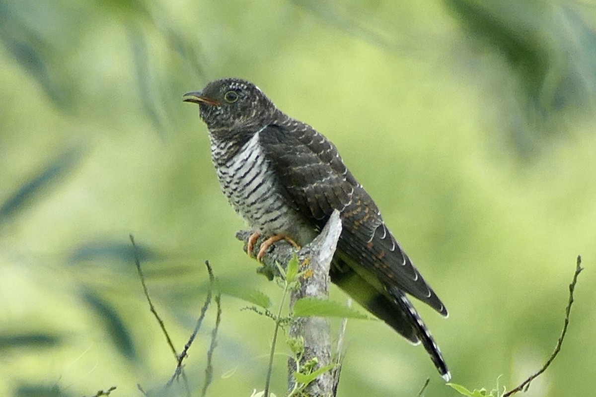 Common Cuckoo - Peter Kaestner