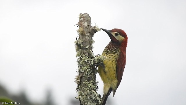 Crimson-mantled Woodpecker - ML357273621