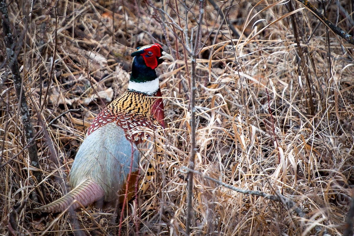 Ring-necked Pheasant - Robb Bell