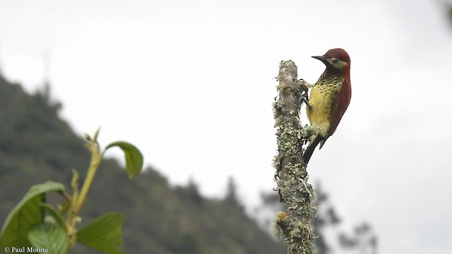Crimson-mantled Woodpecker - ML357274241