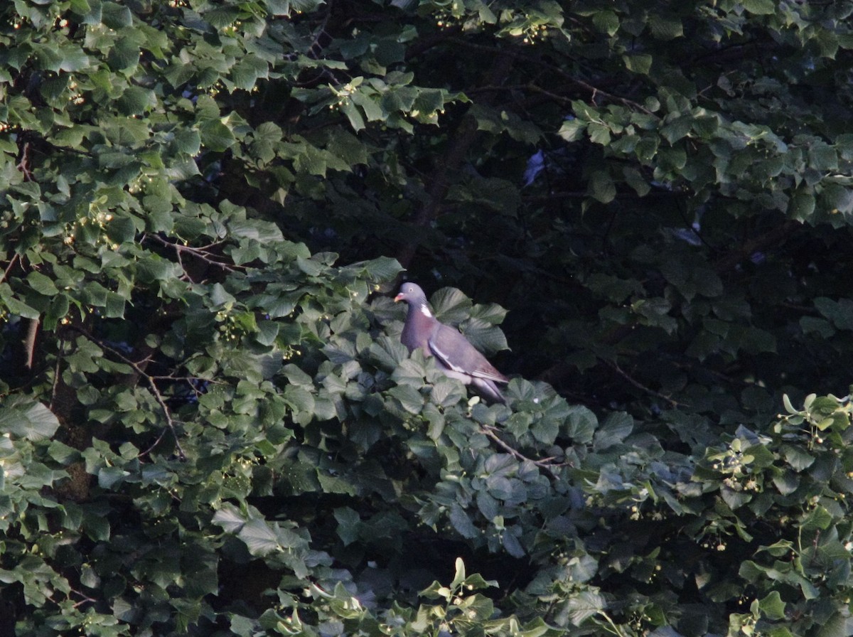 Common Wood-Pigeon - Aleksandra Kudinova