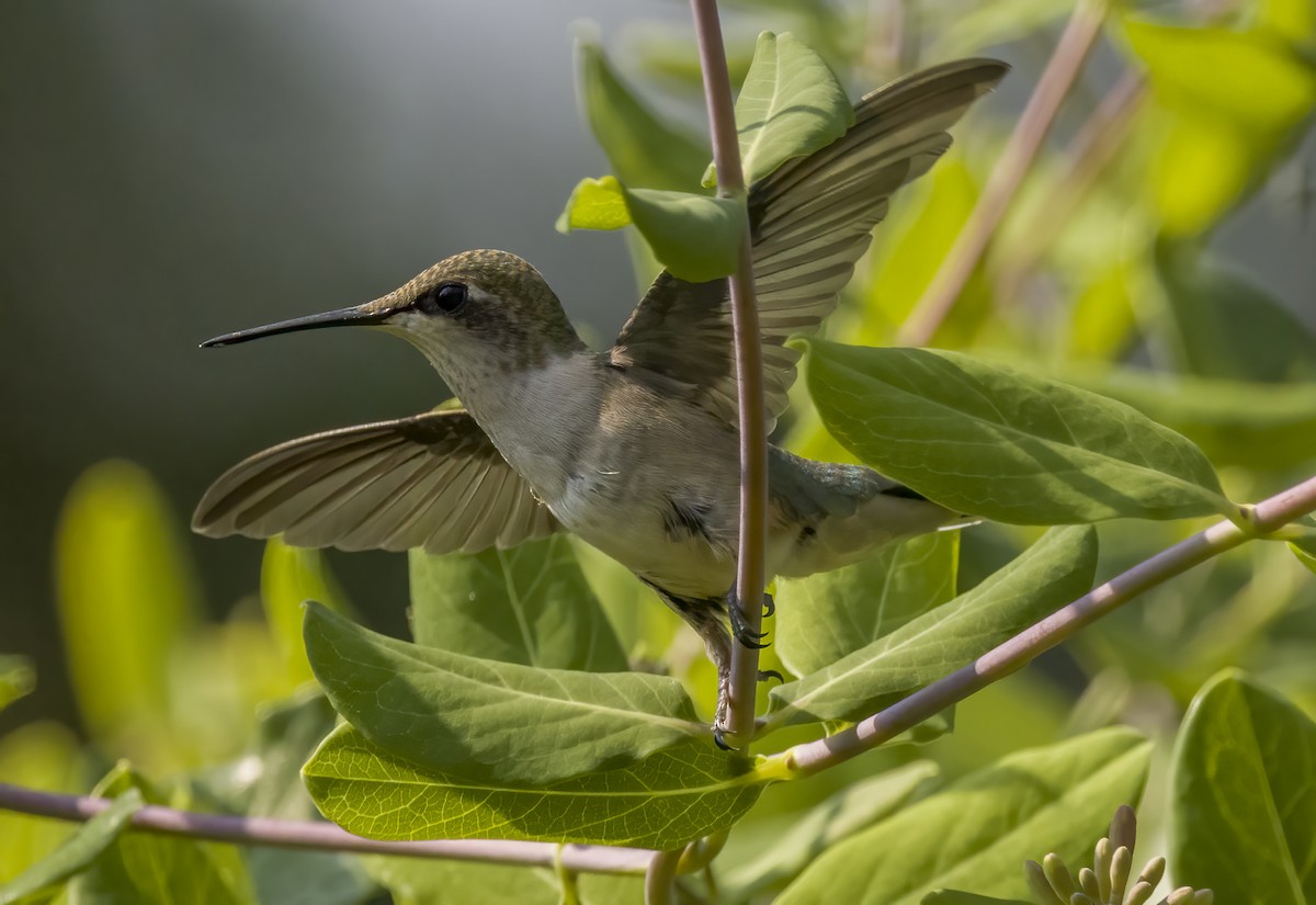 Ruby-throated Hummingbird - ML357277981