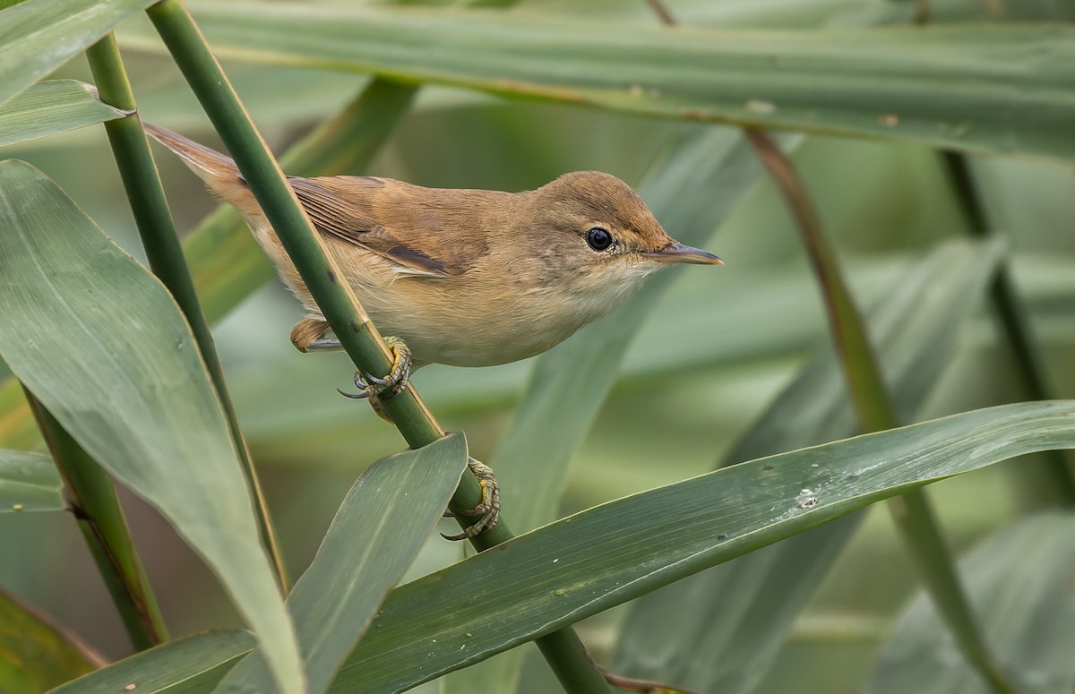 Common Reed Warbler - Lars Petersson | My World of Bird Photography