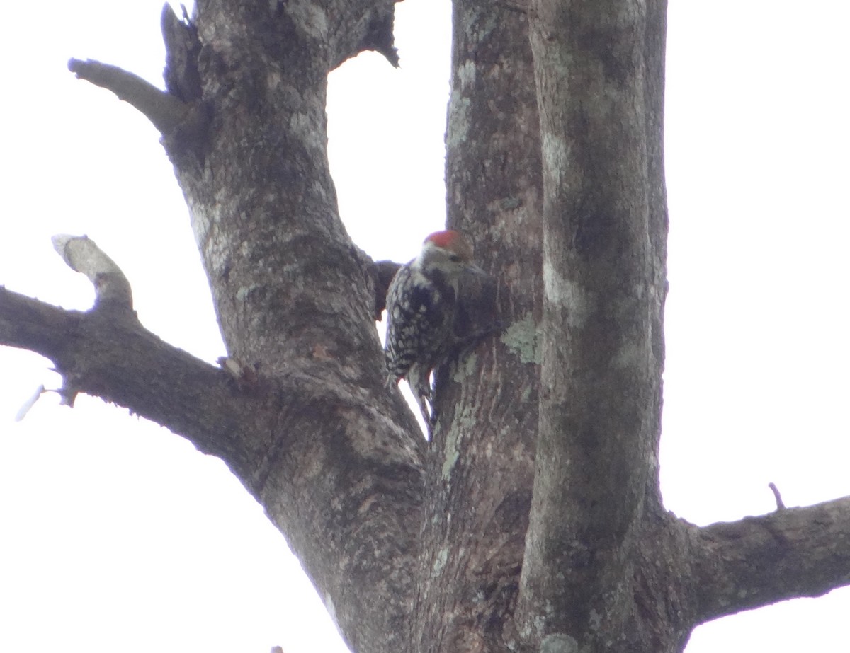 Yellow-crowned Woodpecker - Vidhya Sundar