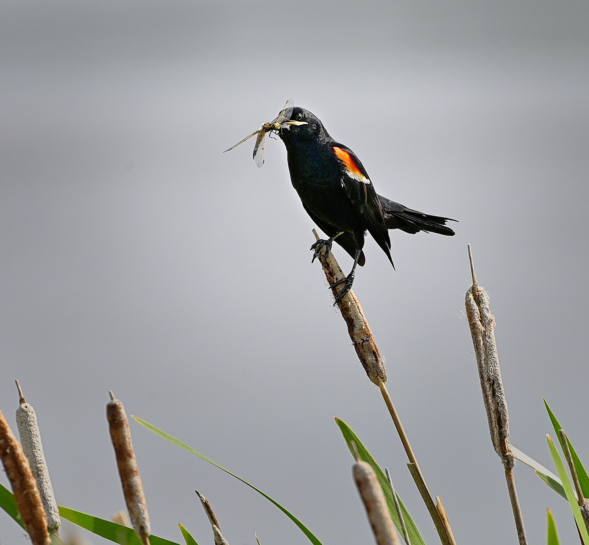 Red-winged Blackbird - Roger Beardmore