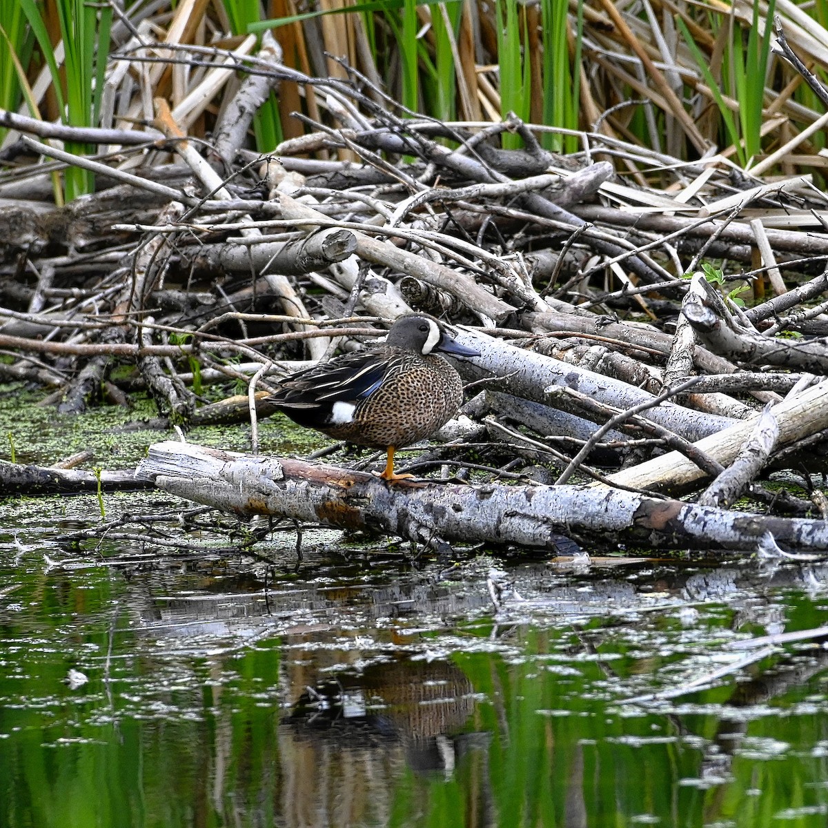Blue-winged Teal - ML357299861