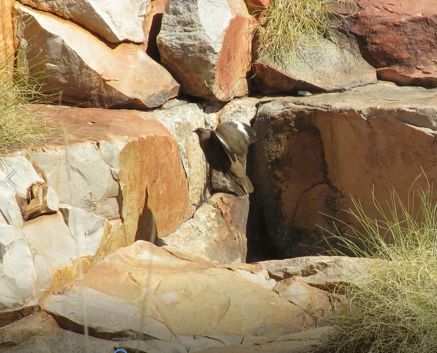 holub kimberleyský - ML357301711