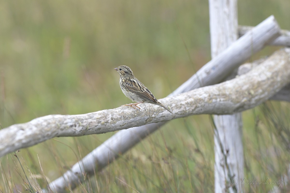 Savannah Sparrow (Savannah) - ML357301851