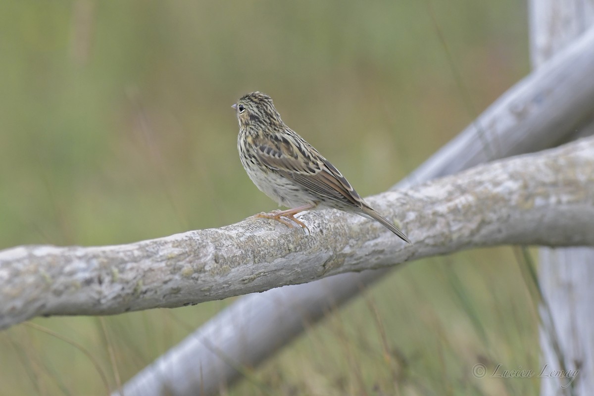 Savannah Sparrow (Savannah) - ML357301861