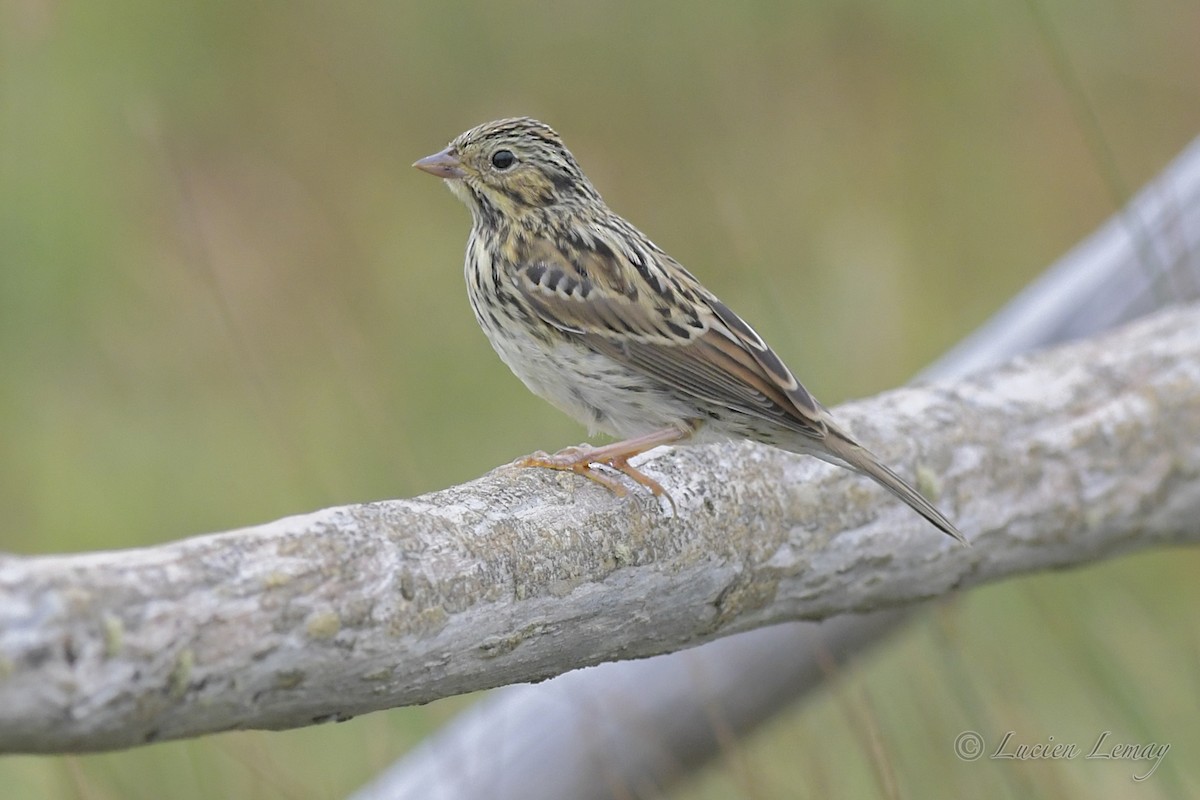 Savannah Sparrow (Savannah) - ML357301921