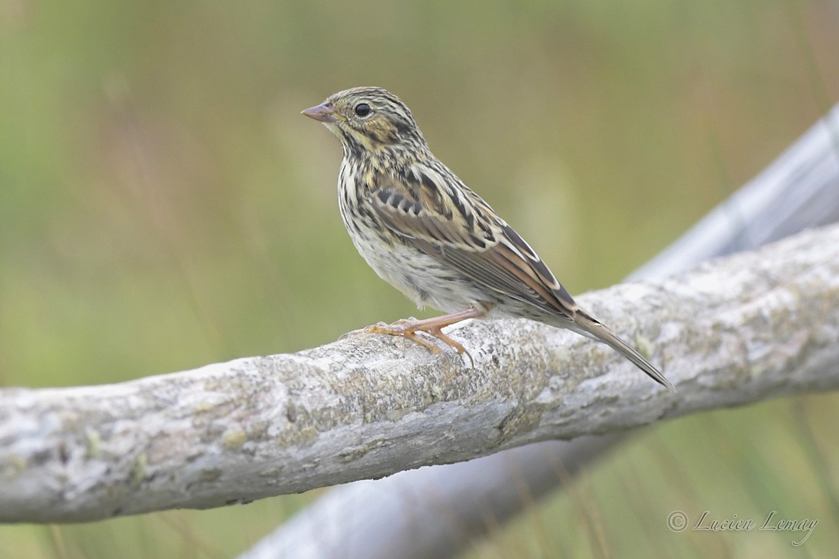 Savannah Sparrow (Savannah) - ML357301931