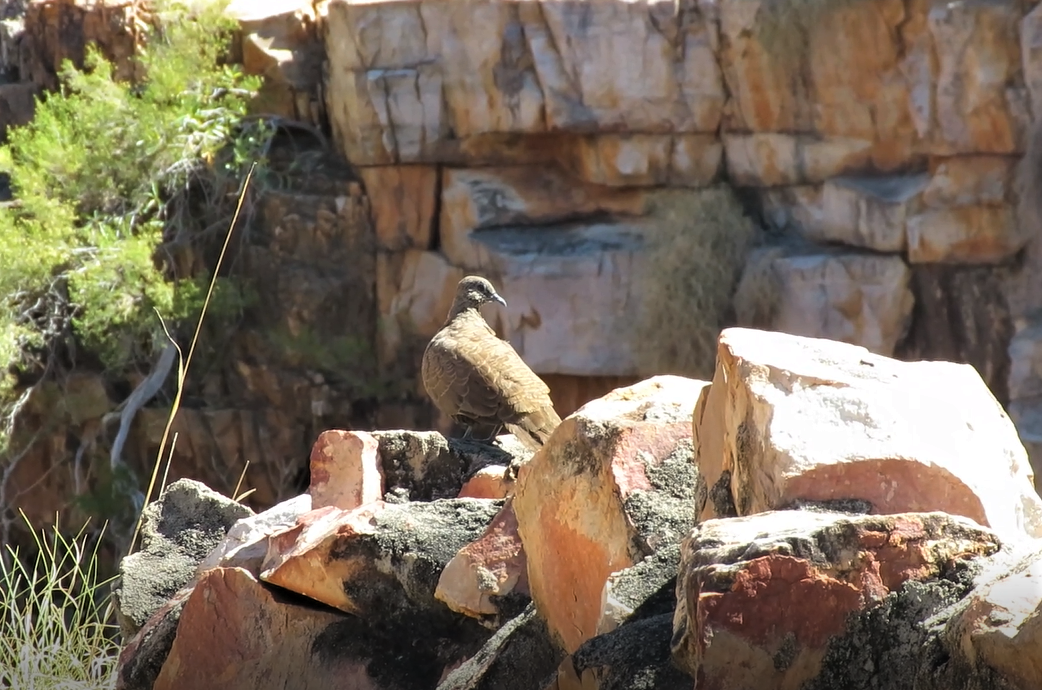 holub kimberleyský - ML357302041