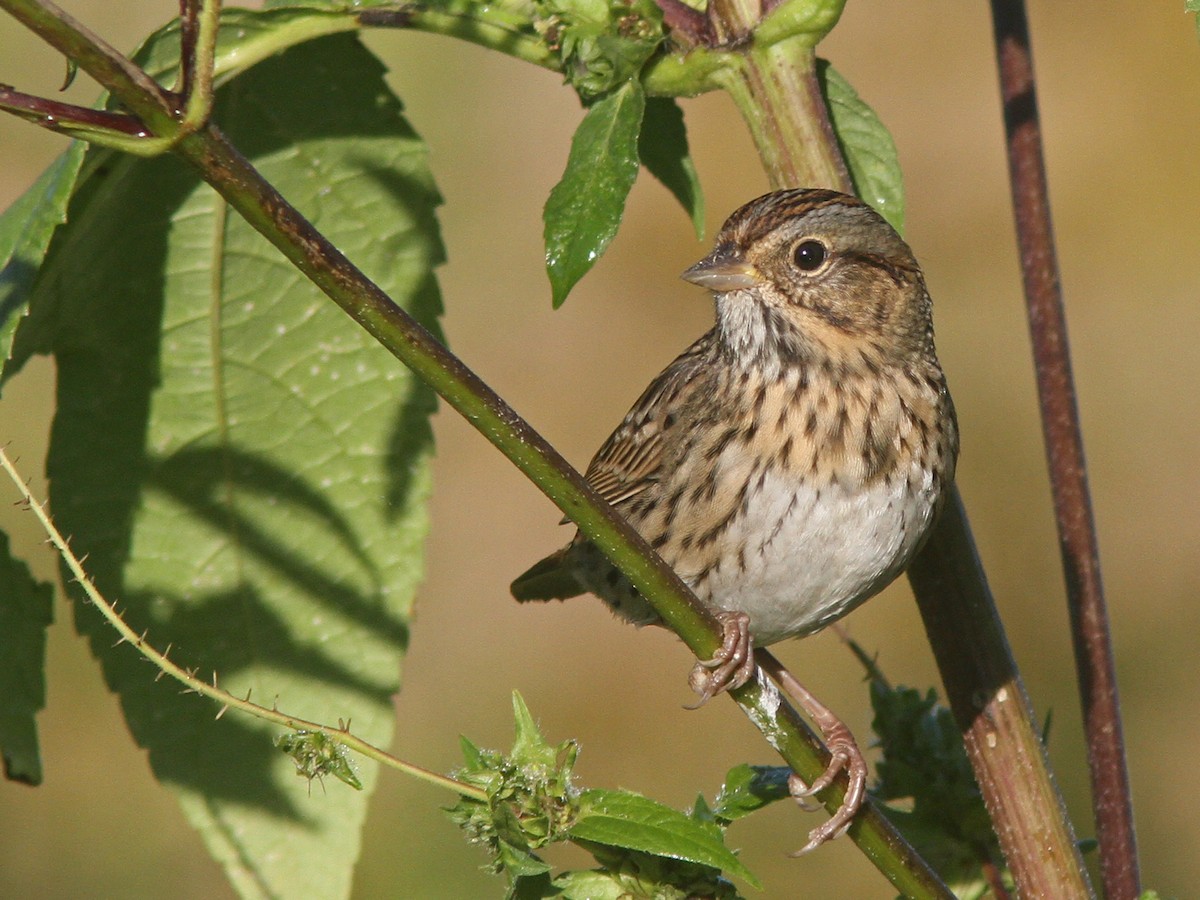 Lincoln's Sparrow - Larry Therrien