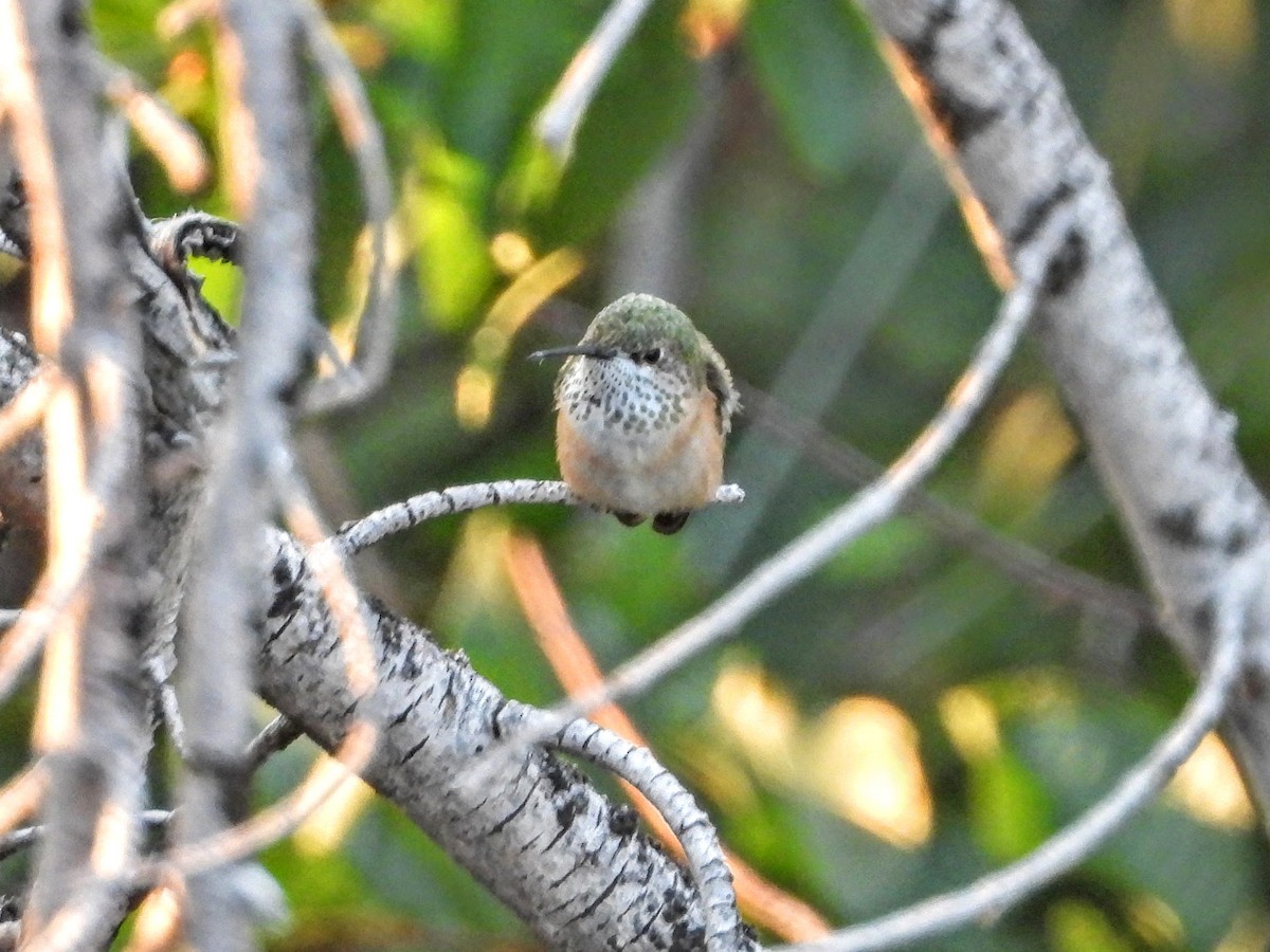 Calliope Hummingbird - ML357312931