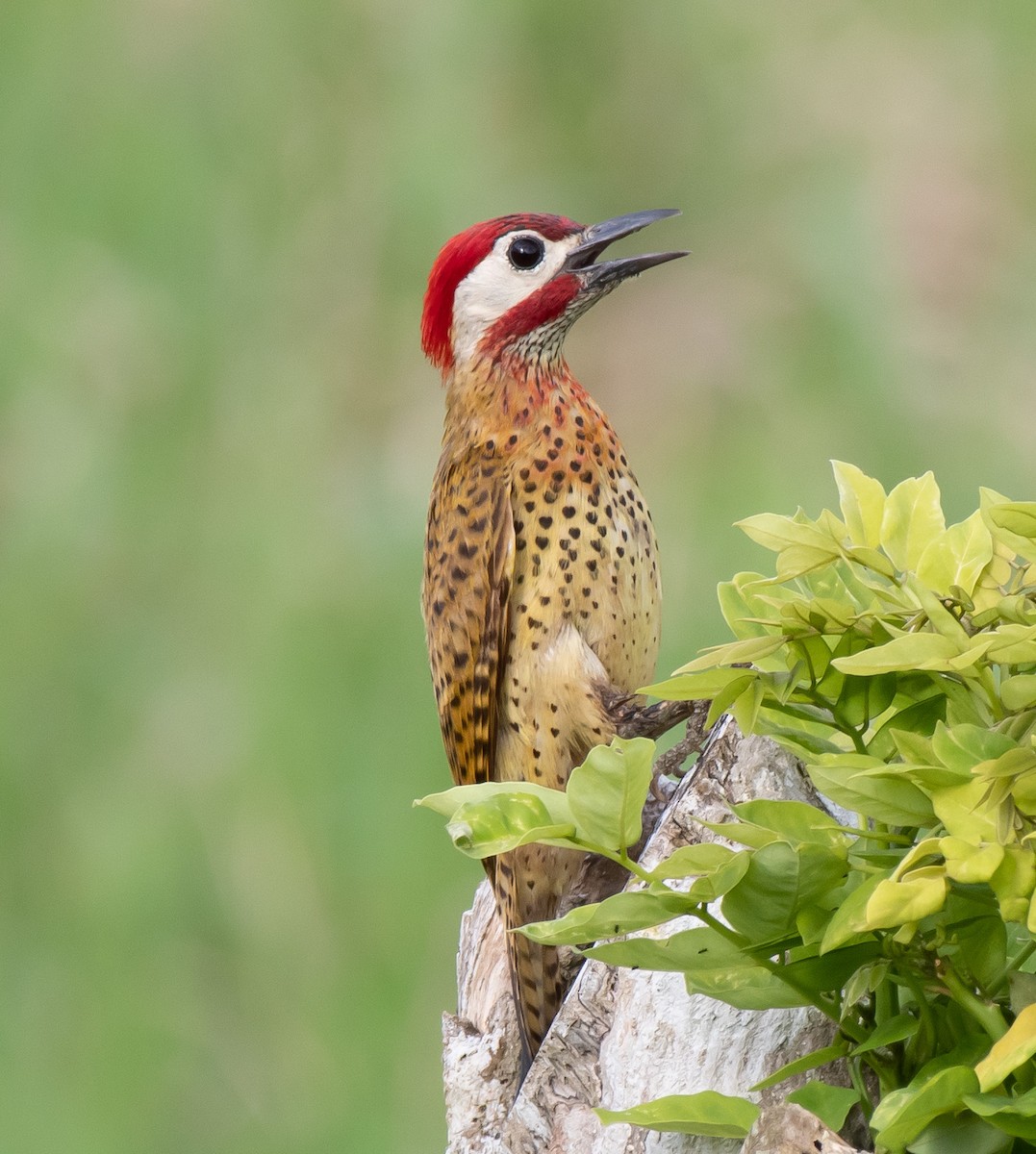 Spot-breasted Woodpecker - ML357315401