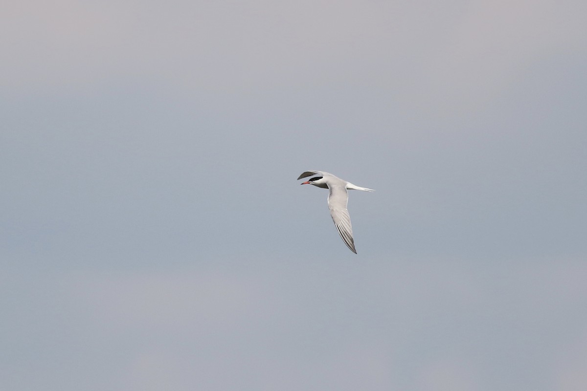 Common Tern - Milton Collins