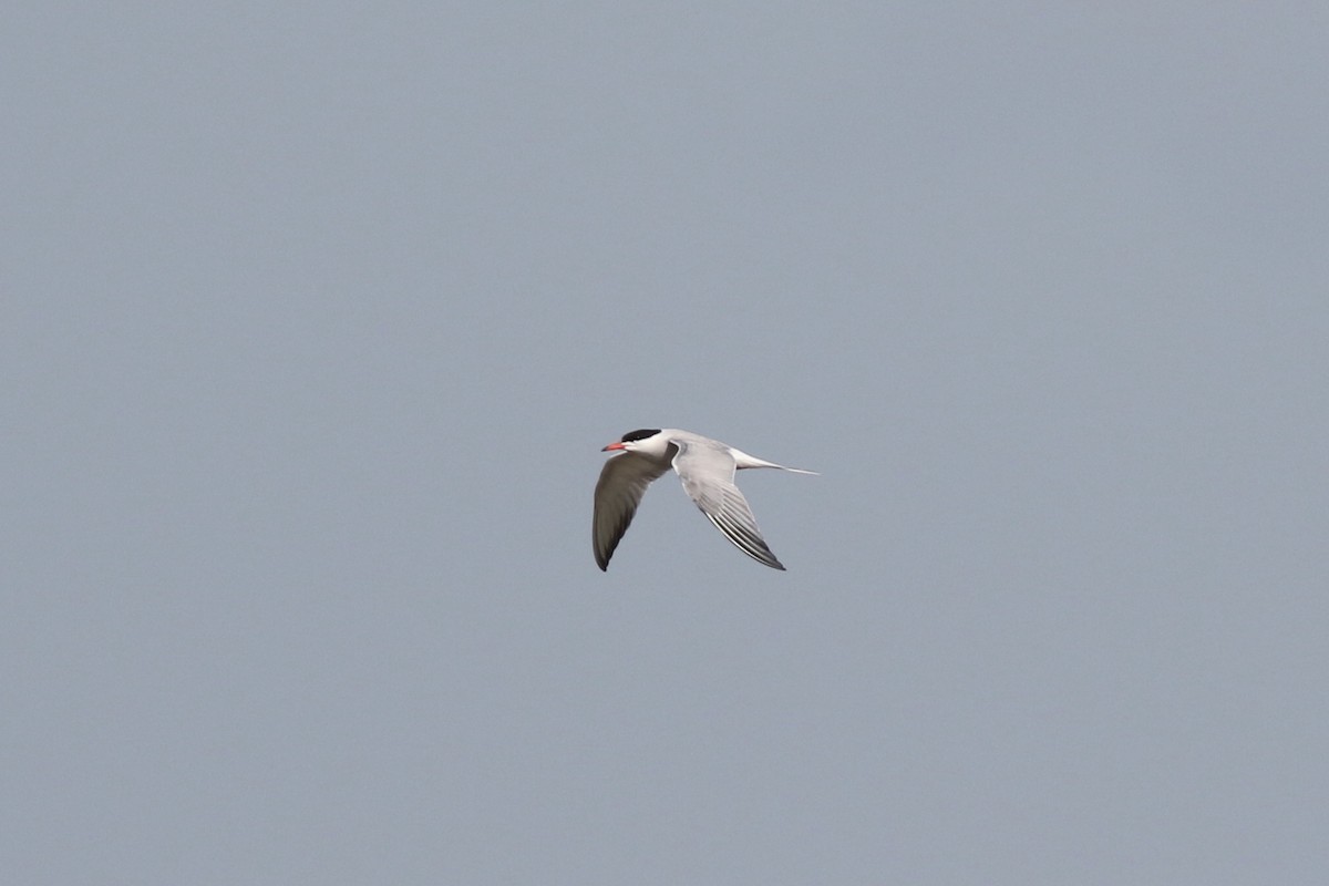 Common Tern - Milton Collins