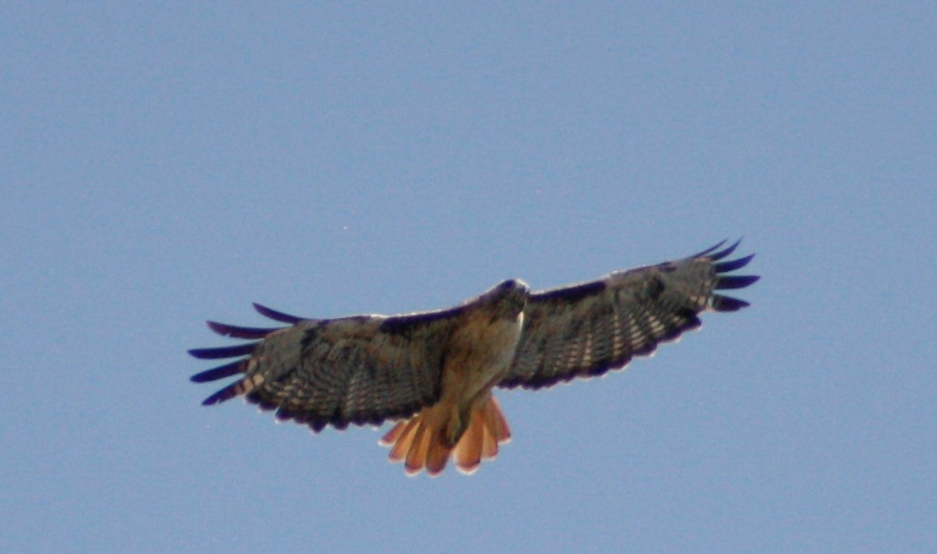 Red-tailed Hawk (calurus/alascensis) - ML357335301