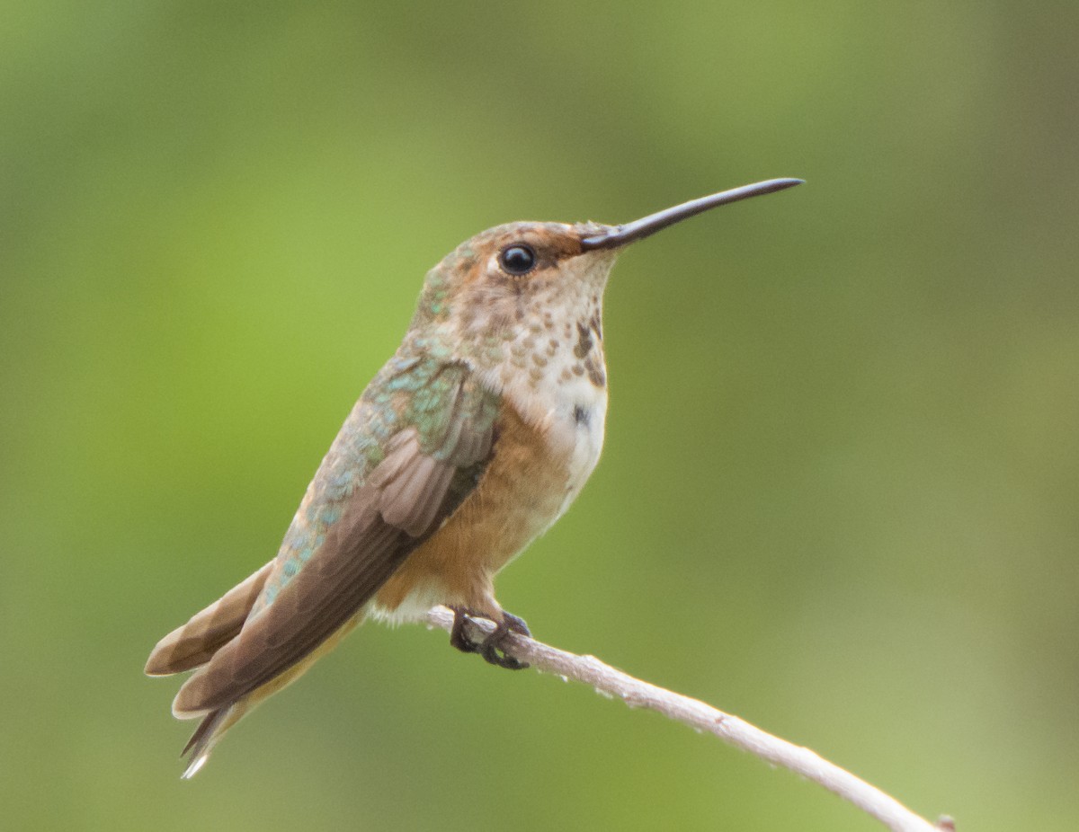 Allen's Hummingbird - ML357339051