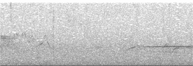 Белогорлая зонотрихия - ML357340011