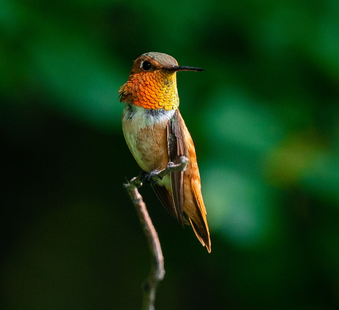 Rufous Hummingbird - Douglas  Denys