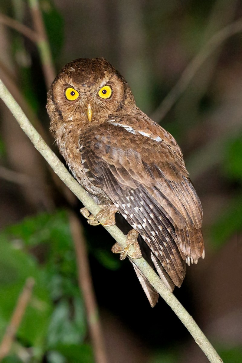 Andaman Scops-Owl - ML357341751
