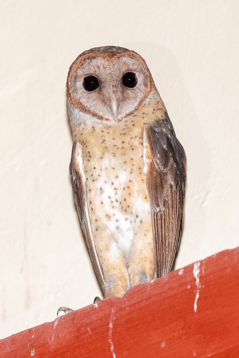 Andaman Masked-Owl - ML357342041