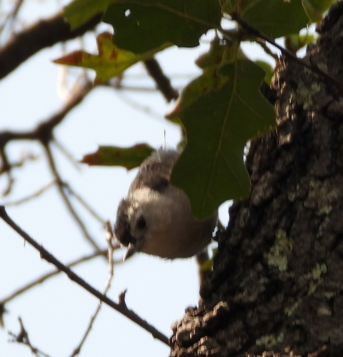White-breasted Nuthatch - ML357342991