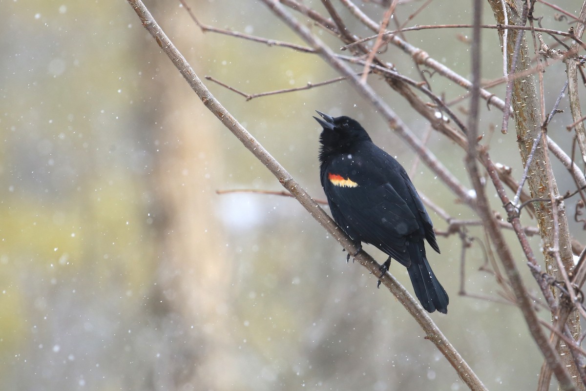 Red-winged Blackbird - Tim Lenz
