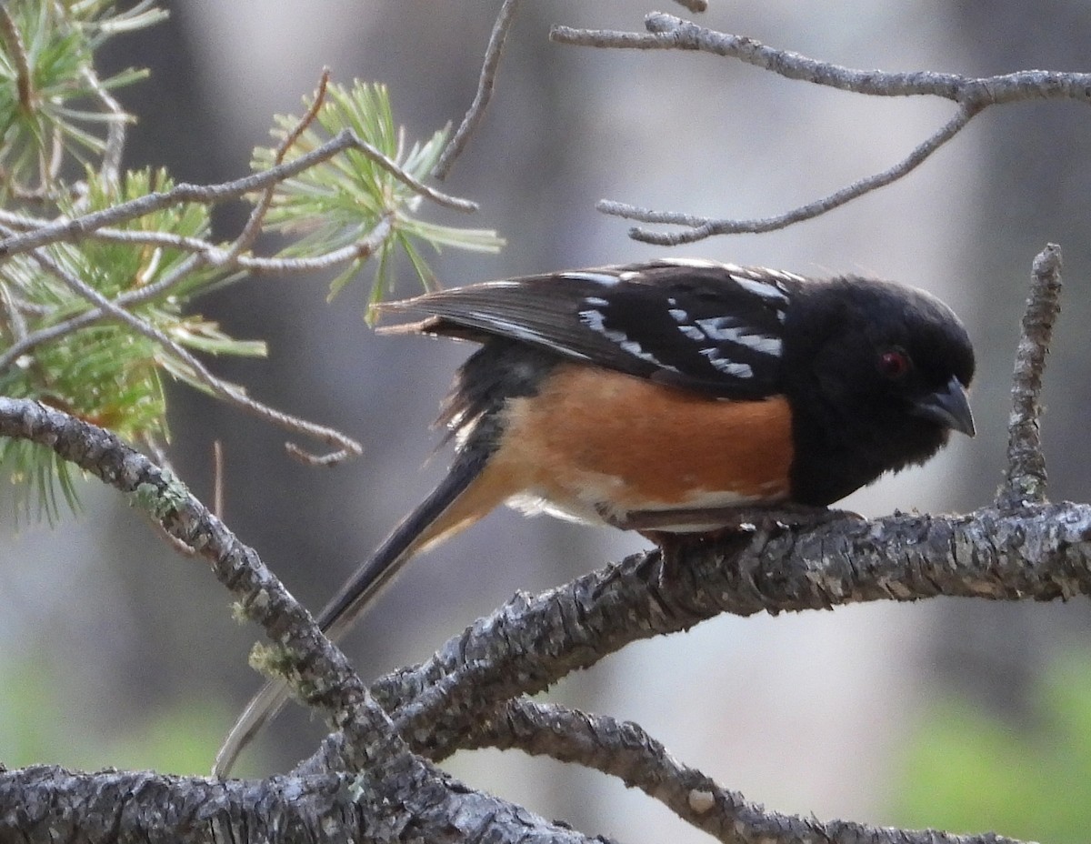 Spotted Towhee - ML357343681